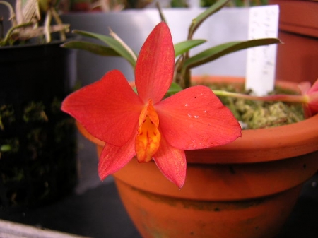 Sophronitis brevipedunculata