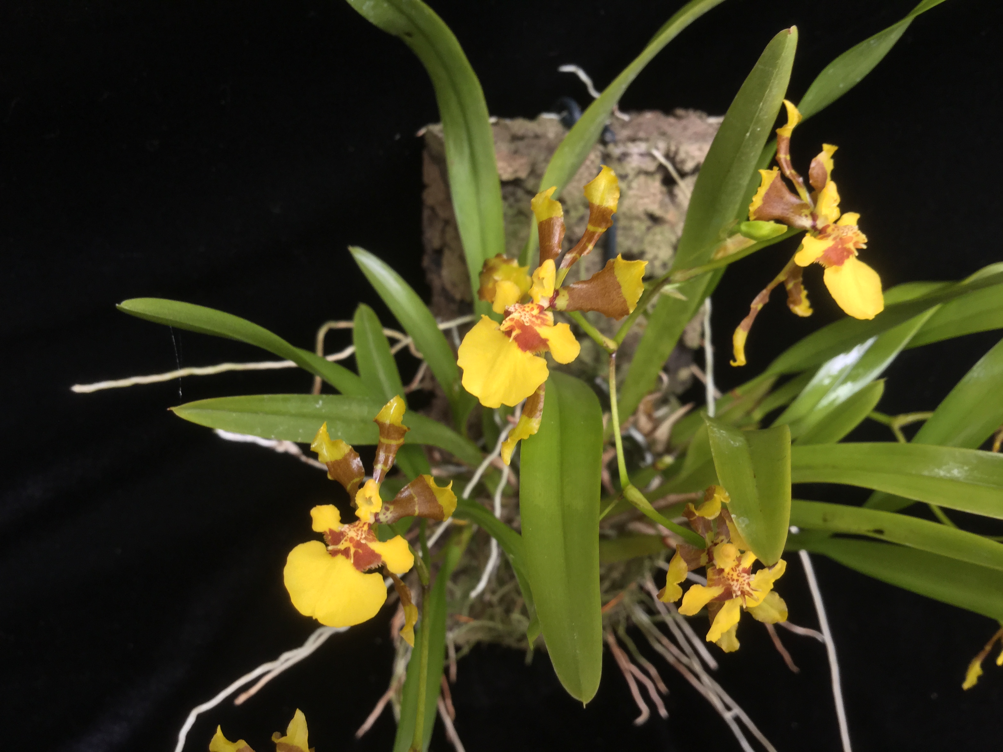 Oncidium longipes