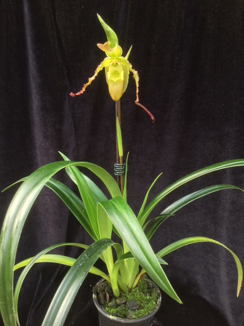 Phragmipedium hirtzii