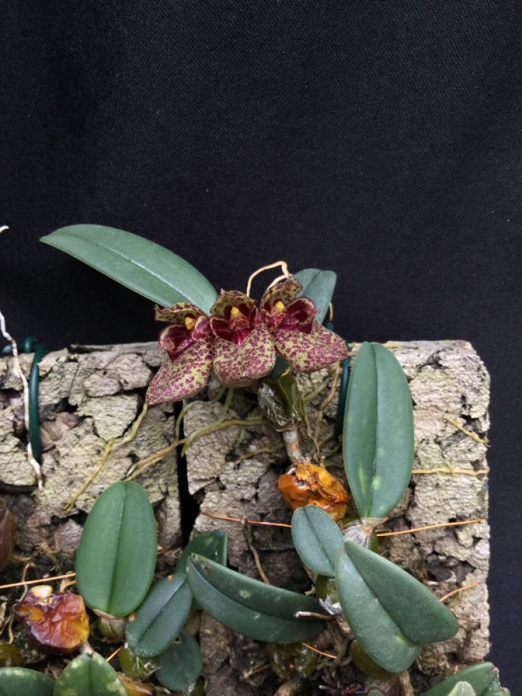 Bulbophyllum frostii