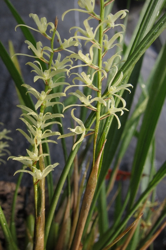 Dendrochilum yuccifolium