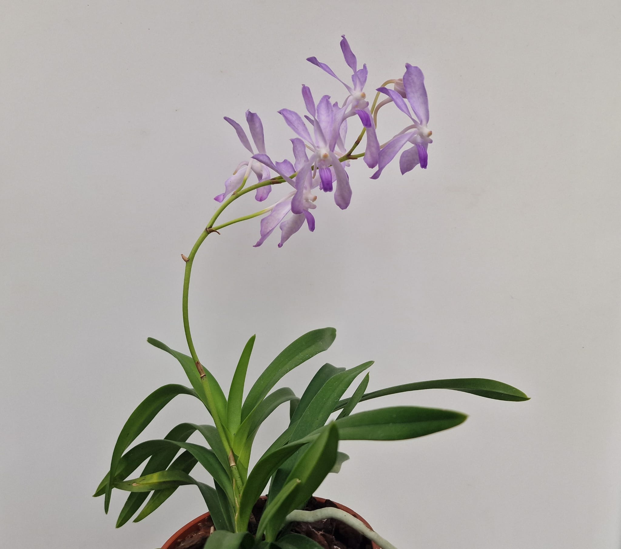 Vandofinetia Pat Arcari (Neofinetia falcata x Vanda coerulea)