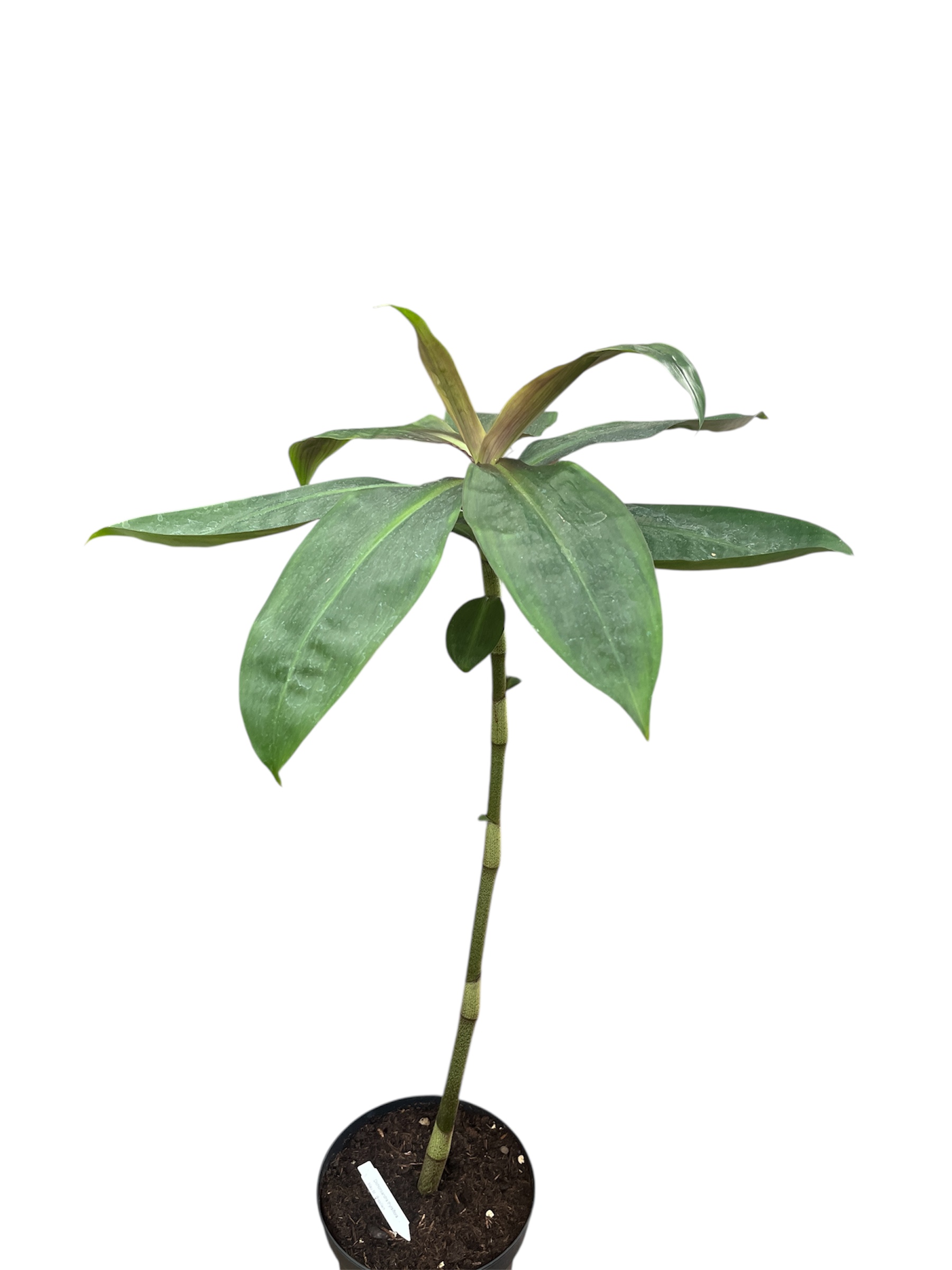 Dichorisandra thyrsiflora blau