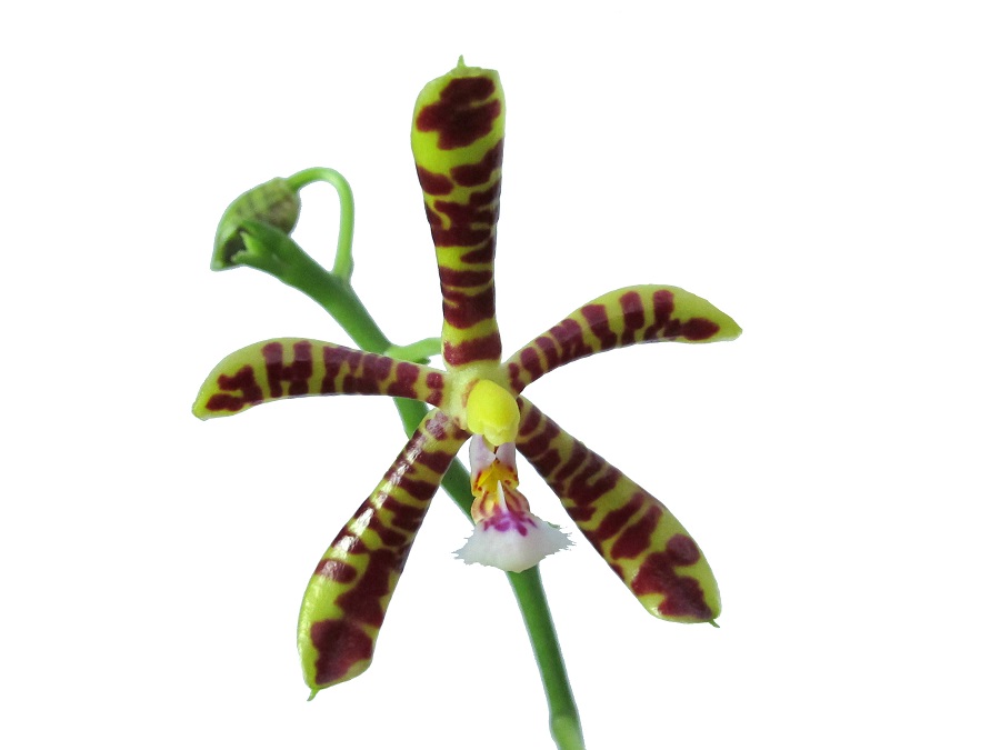Phalaenopsis mannii Black x Phal. virides