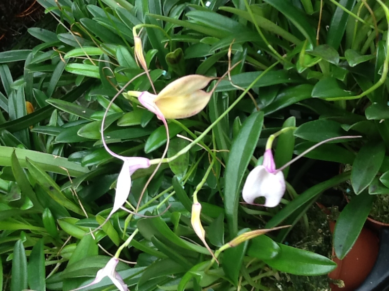 Masdevallia Measuresiana  