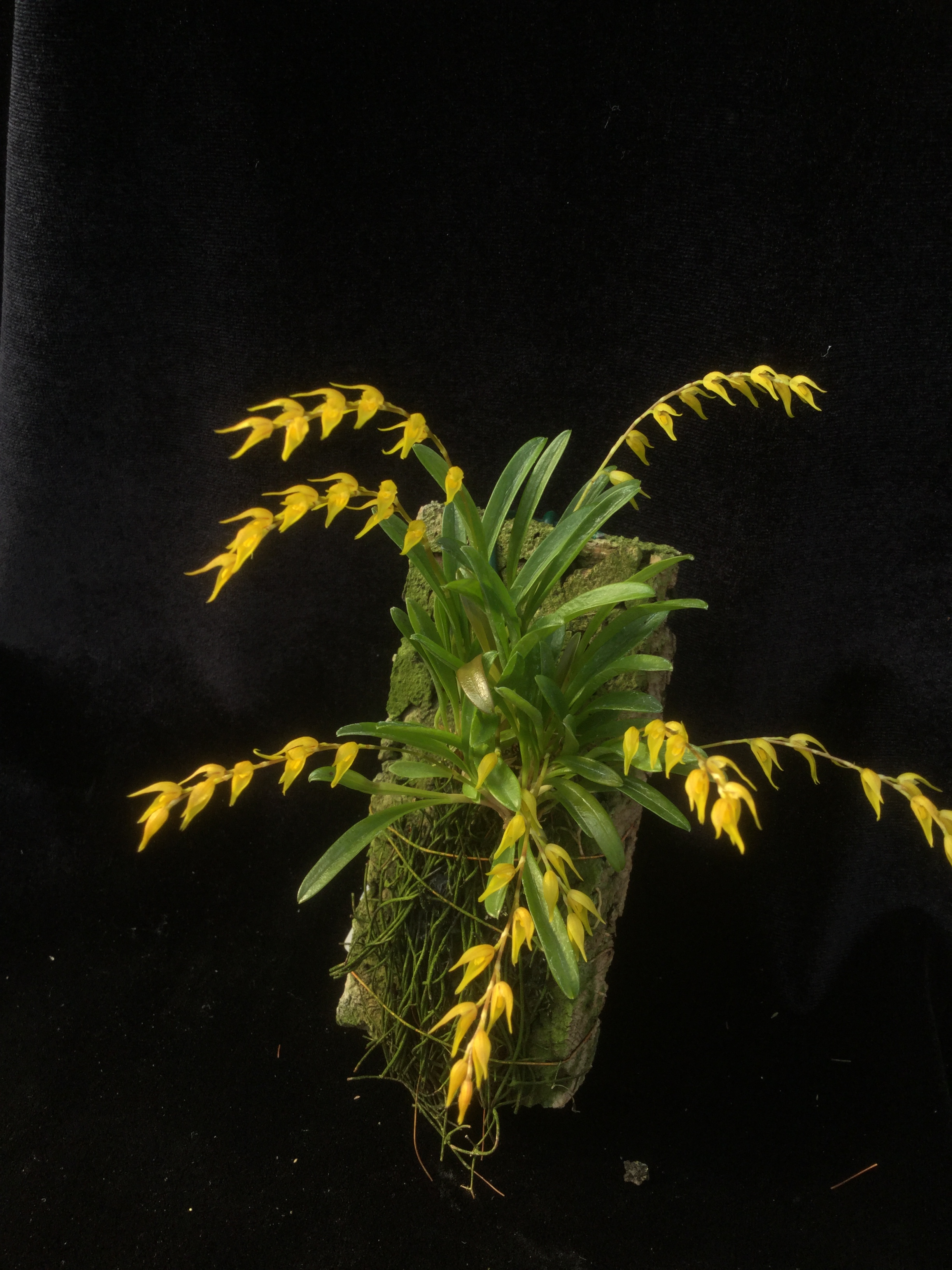 Pleurothallis costaricensis