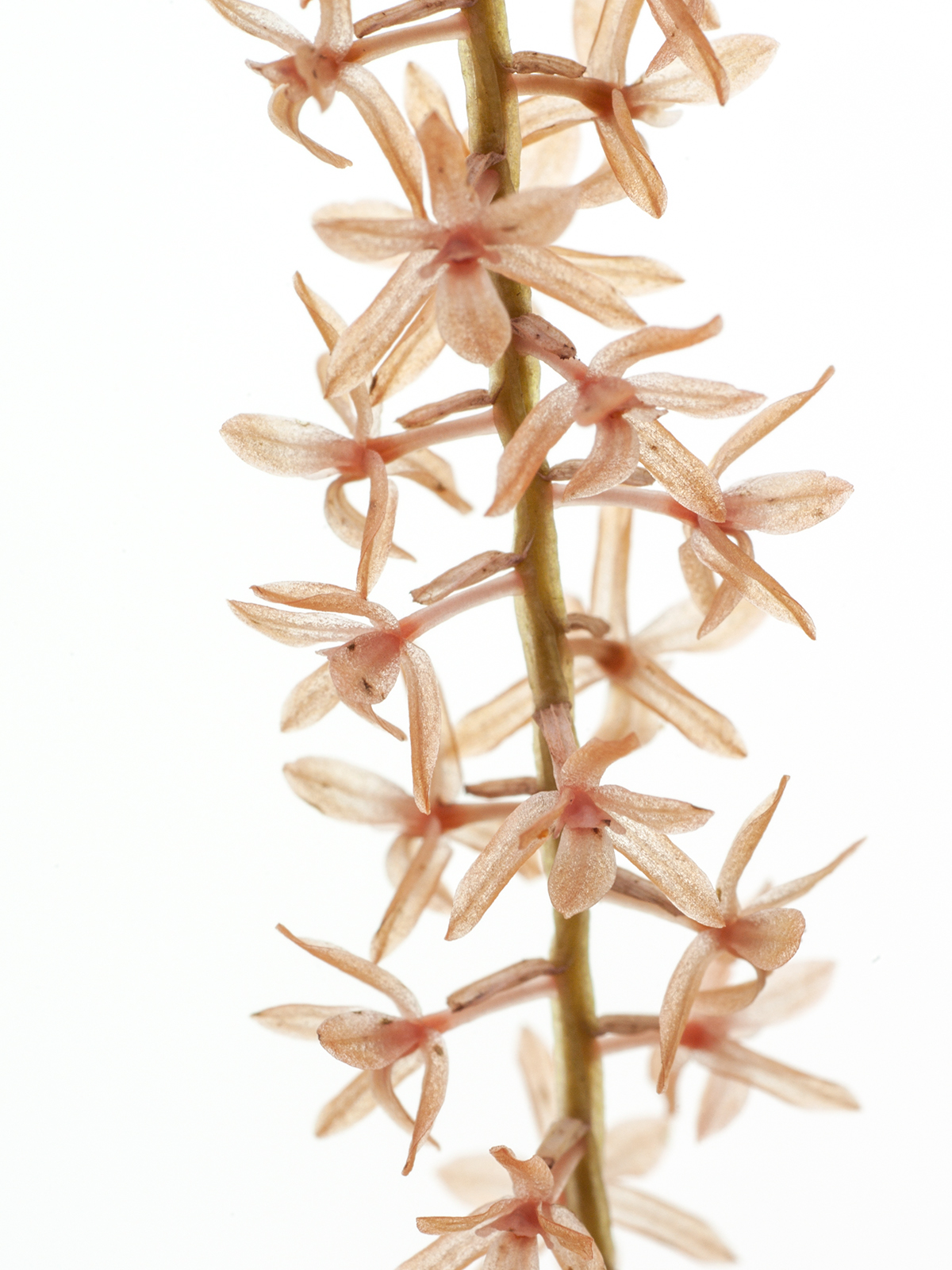 Dendrochilum convallariiforme