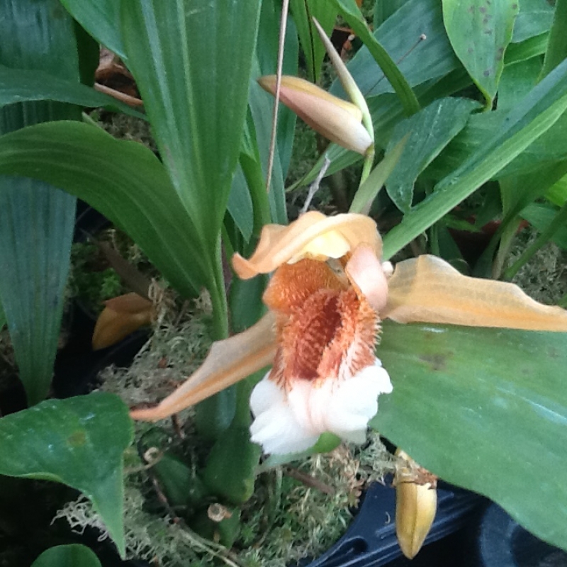 Coelogyne speciosa var. salmonicolor