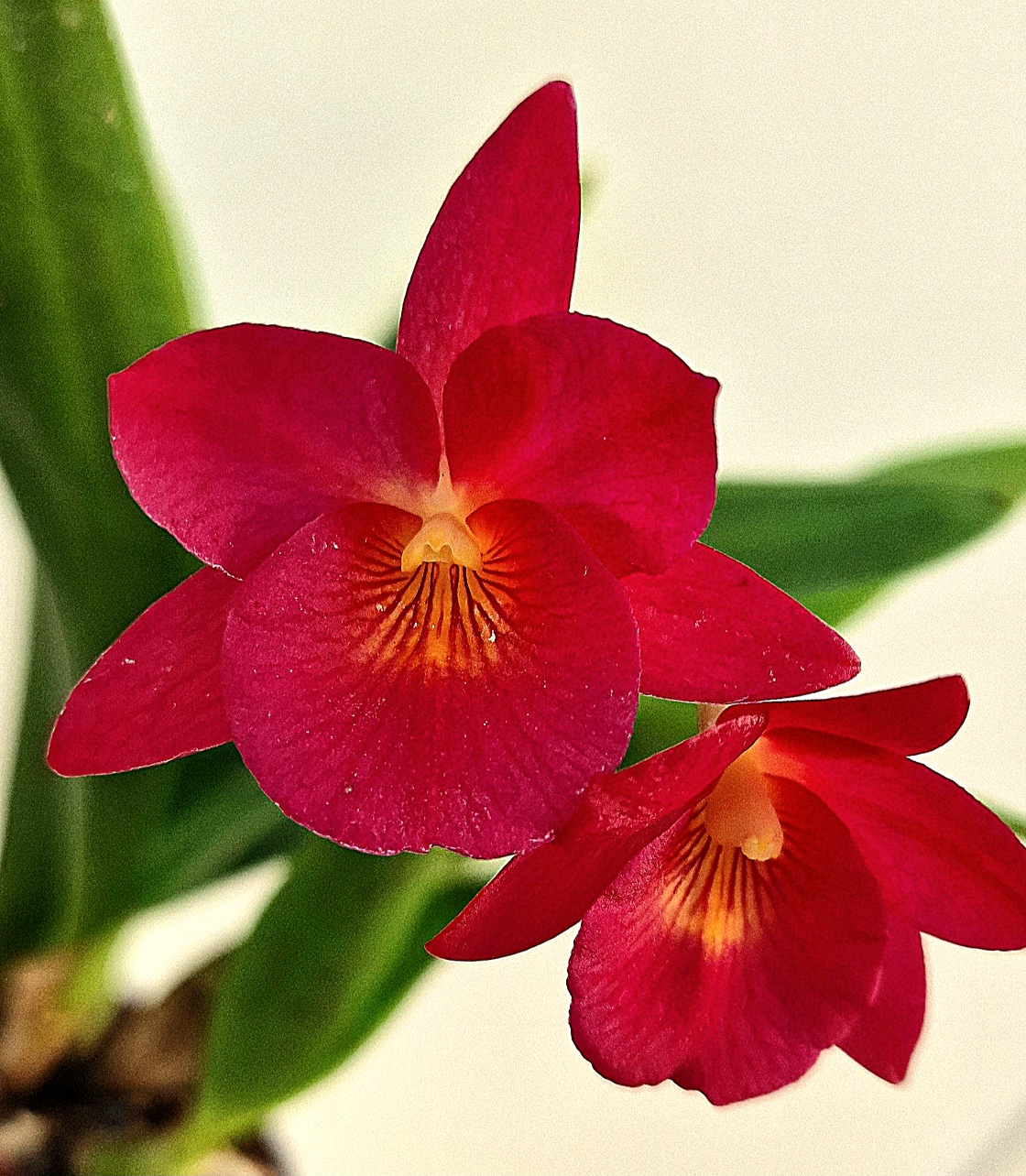 Cattleya Guaritonia Why Not 'Rownd about' AM/AOS