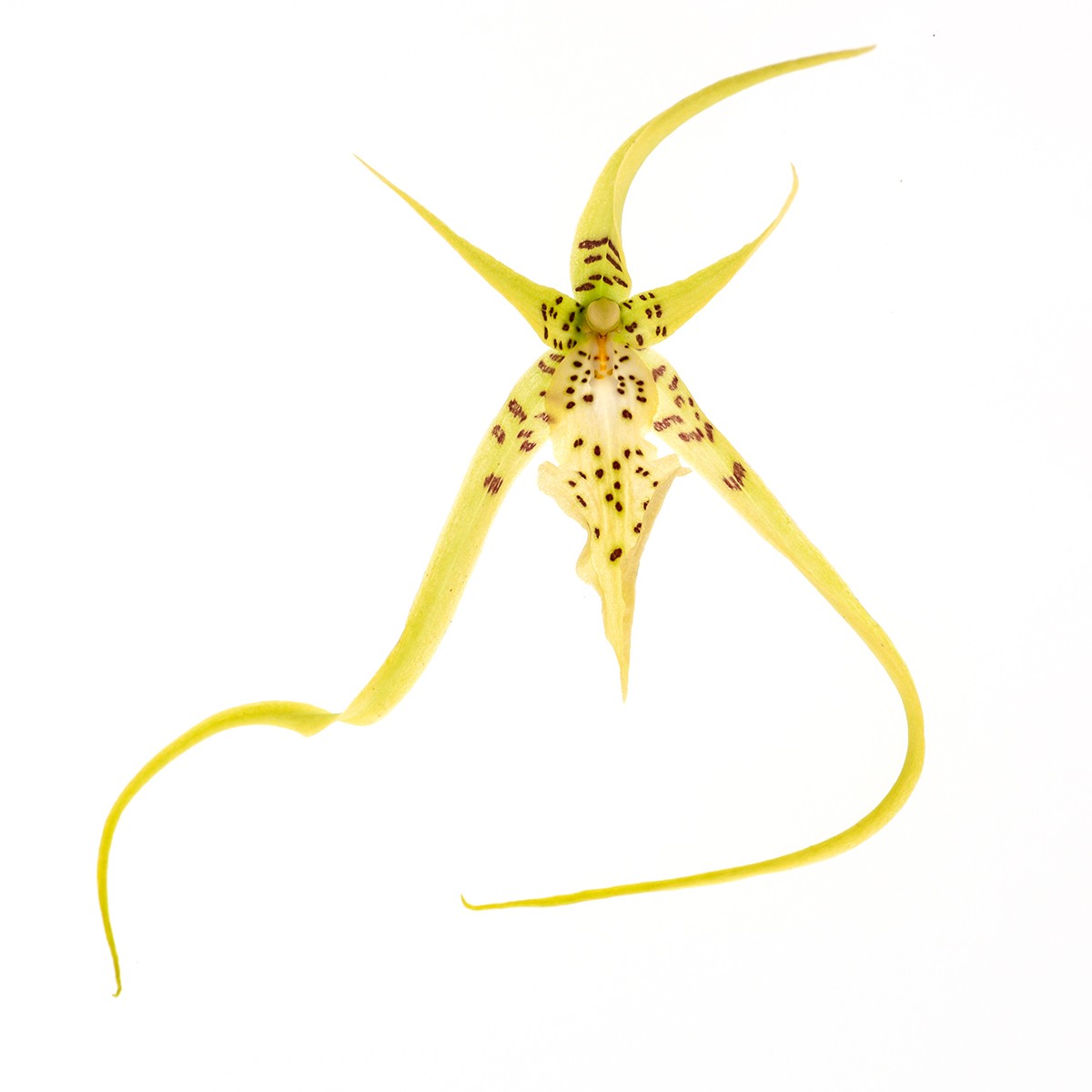 Brassia Le Magnifique `L´Amazone´ SM/DOG