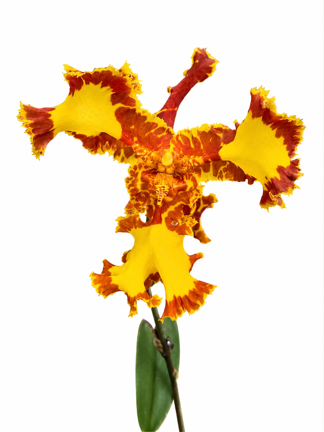 Psychopsis Mariposa '3-lip'