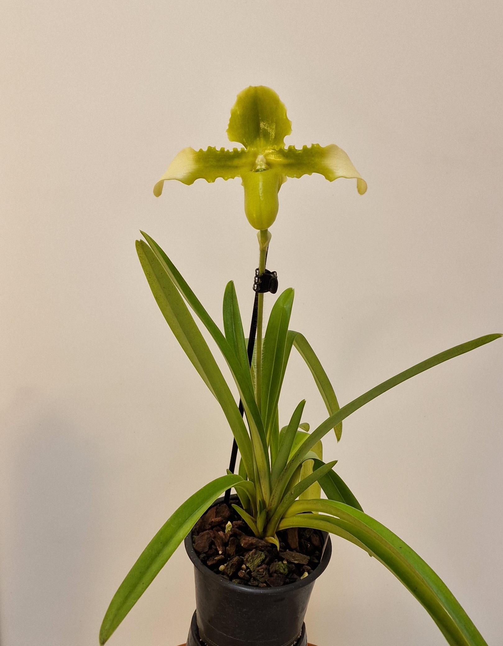 Paphiopedilum hirsutissimum album