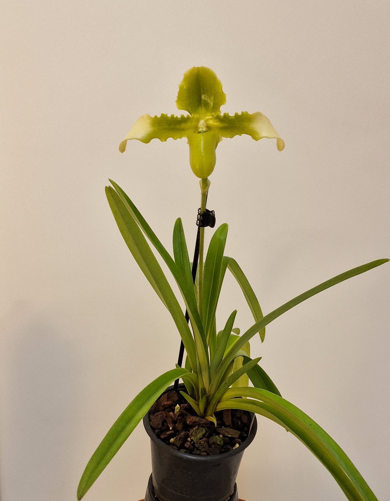 Paphiopedilum hirsutissimum frm. album