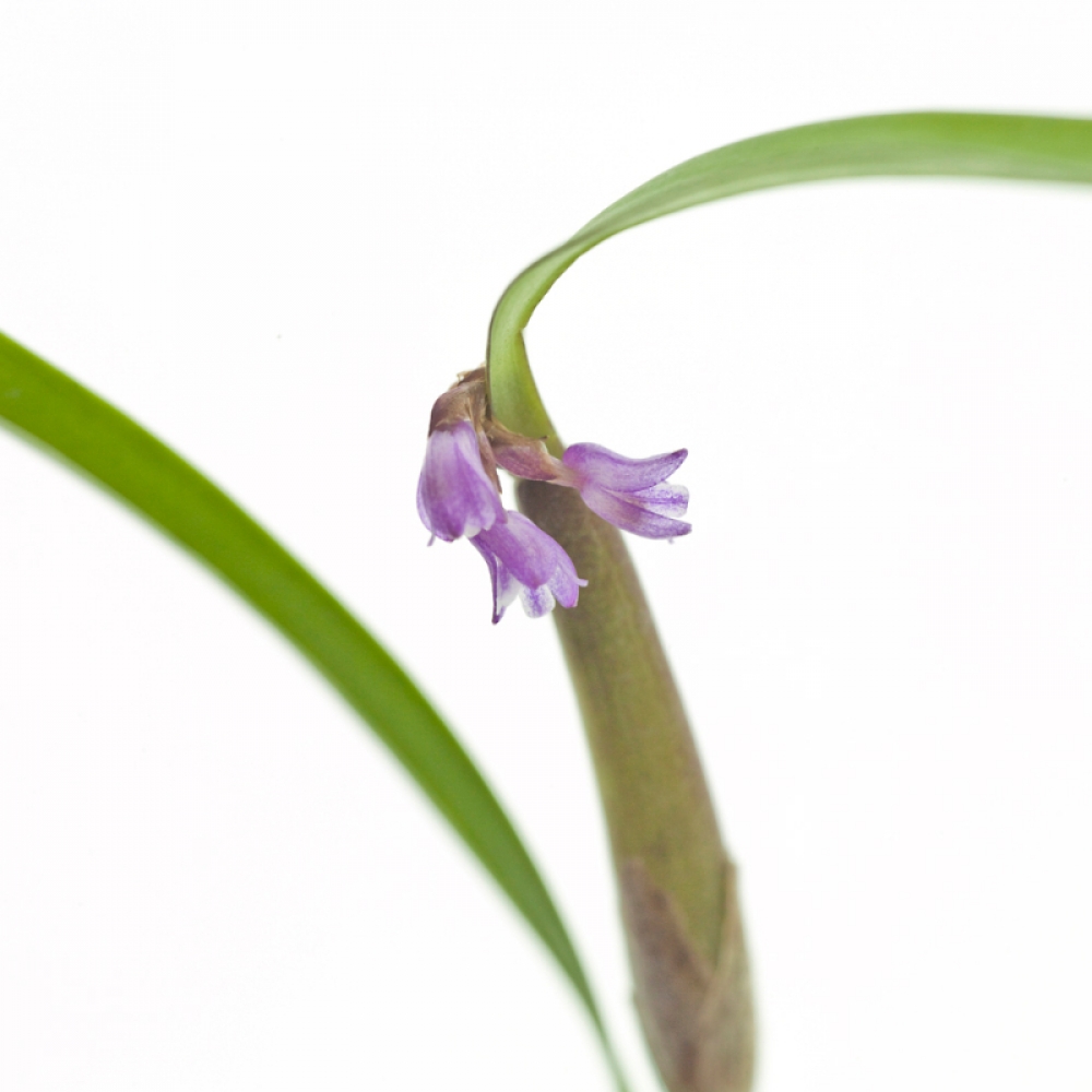 Scaphyglottis violacea