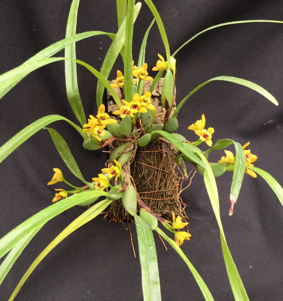 Maxillaria variabilis (gelb/yellow)