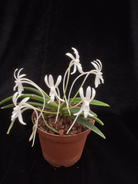 Neofinetia falcata 