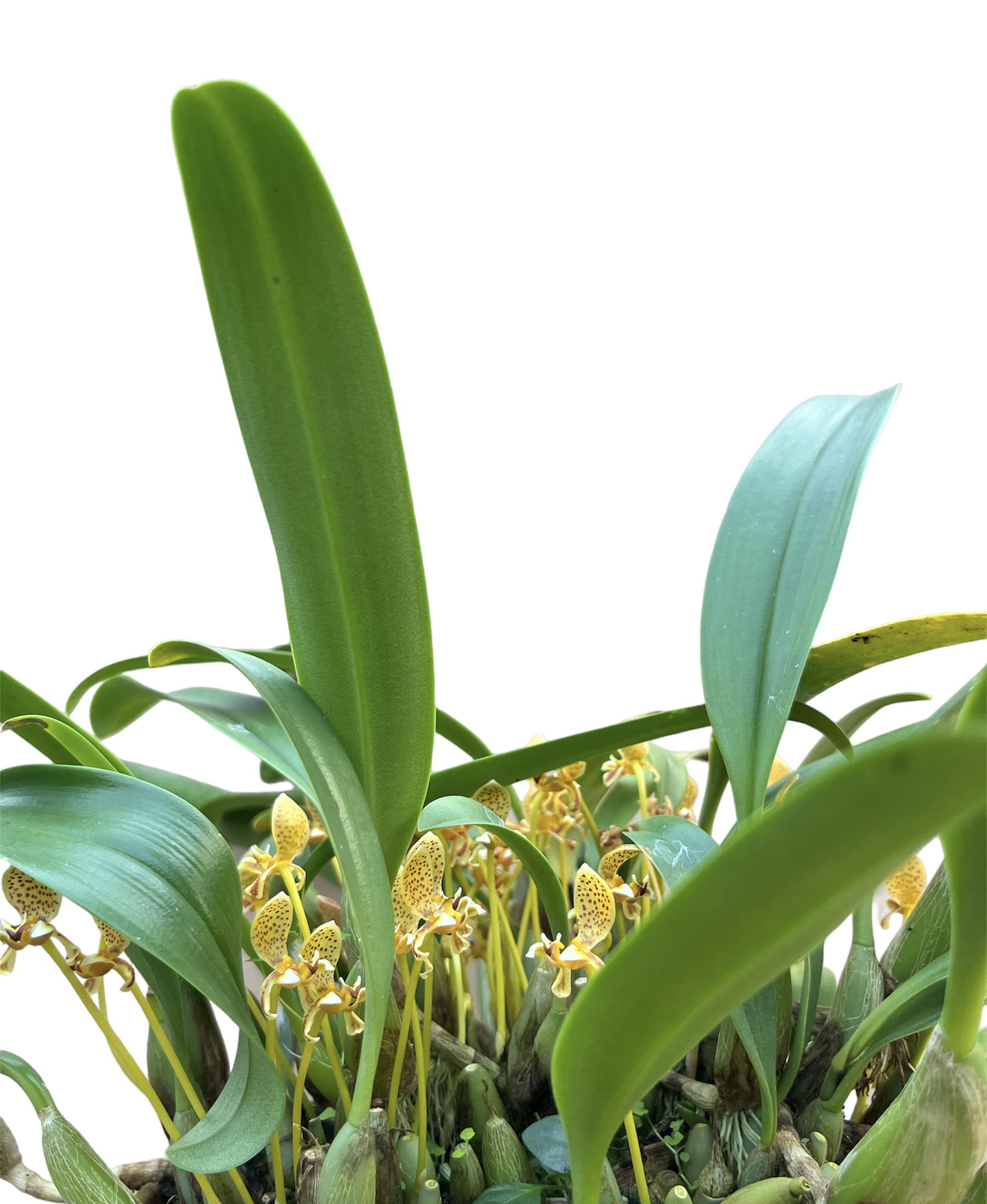 Bulbophyllum pteroglossum