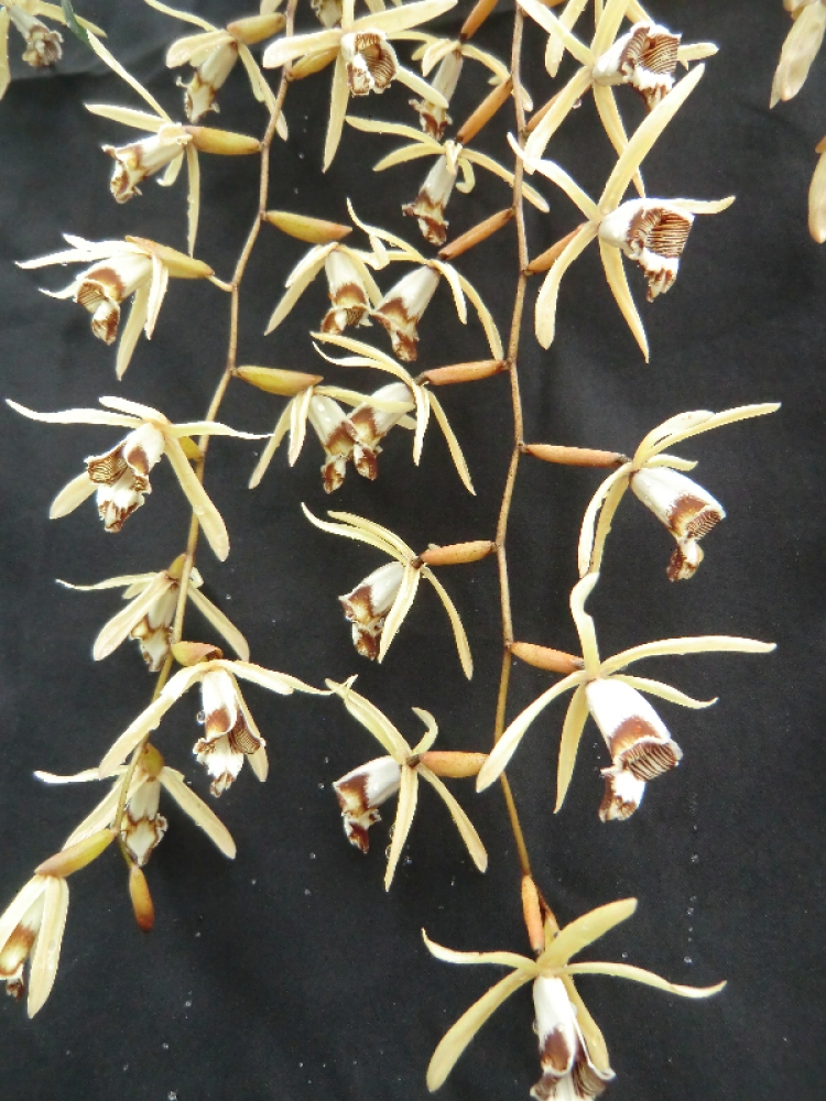 Coelogyne dayana