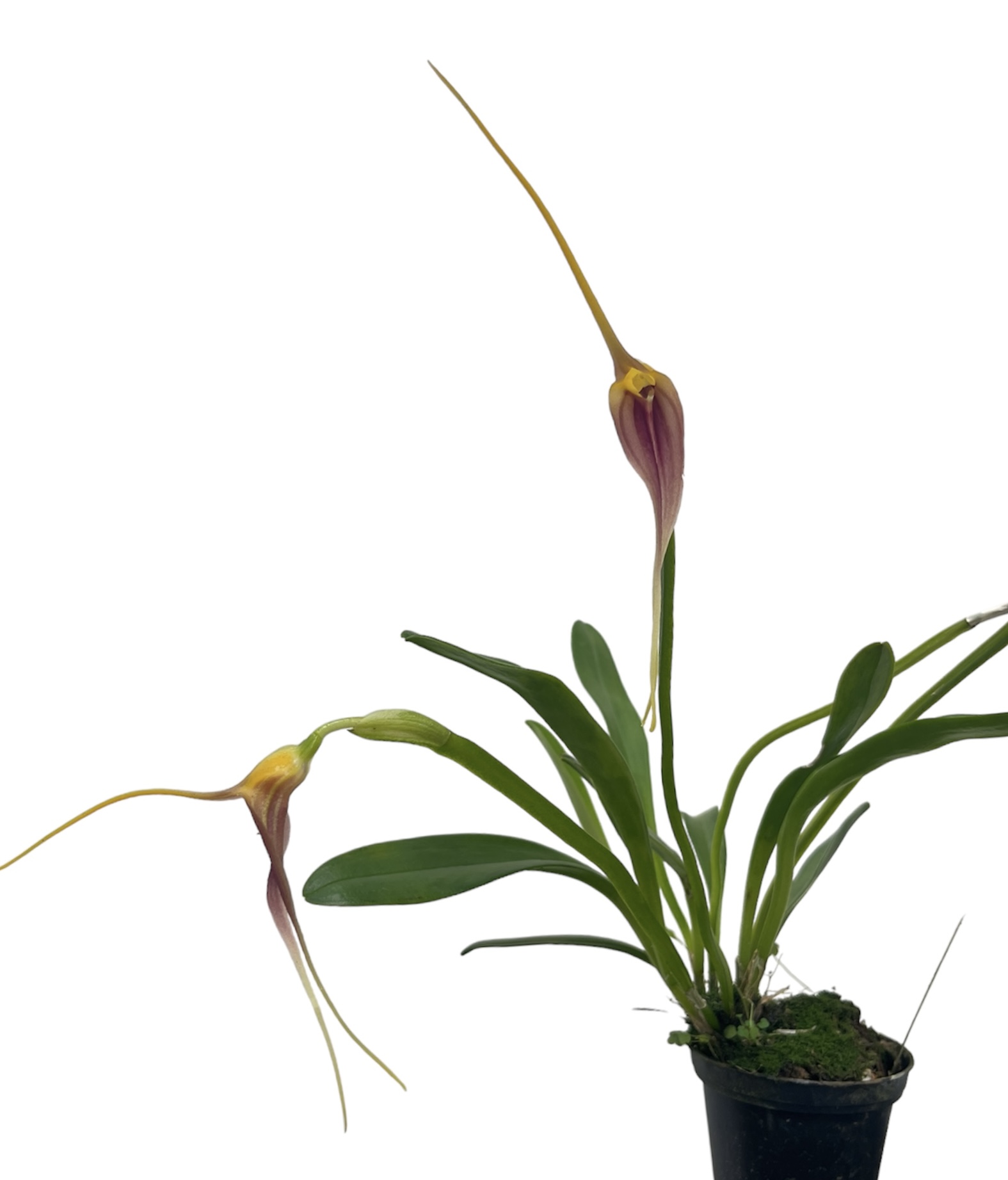 Masdevallia sceptrum