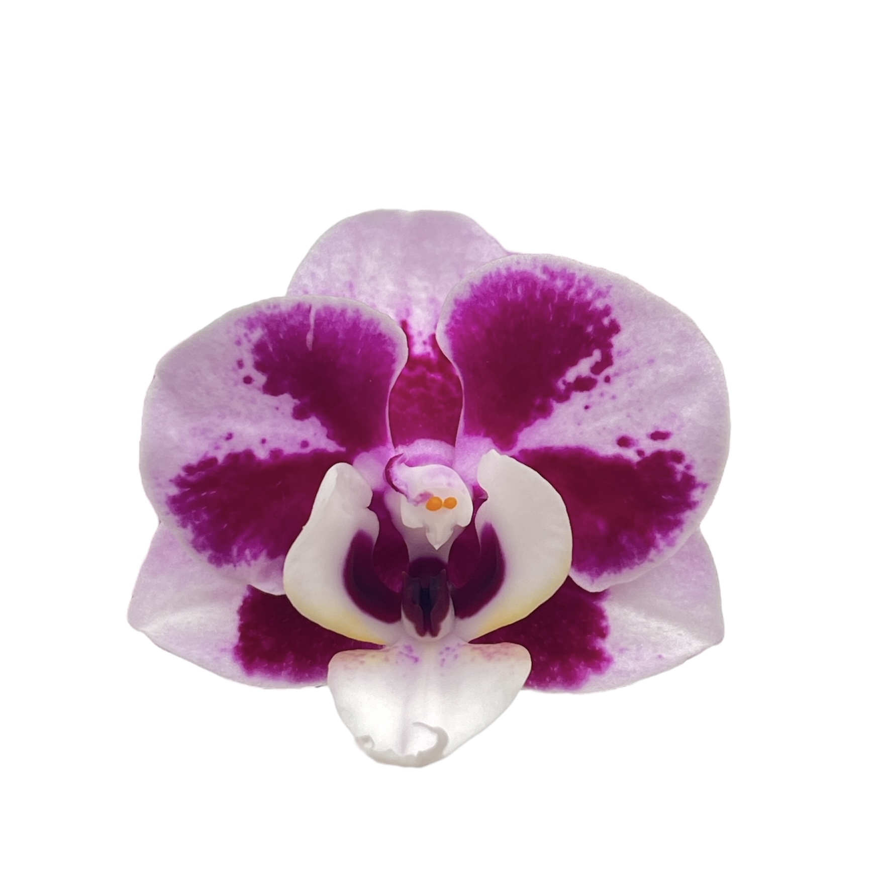 Phalaenopsis Kaitlin