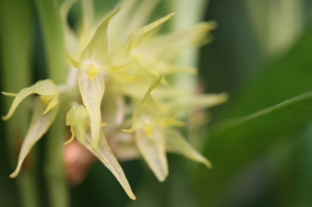 Pleurothallis ruscifolia