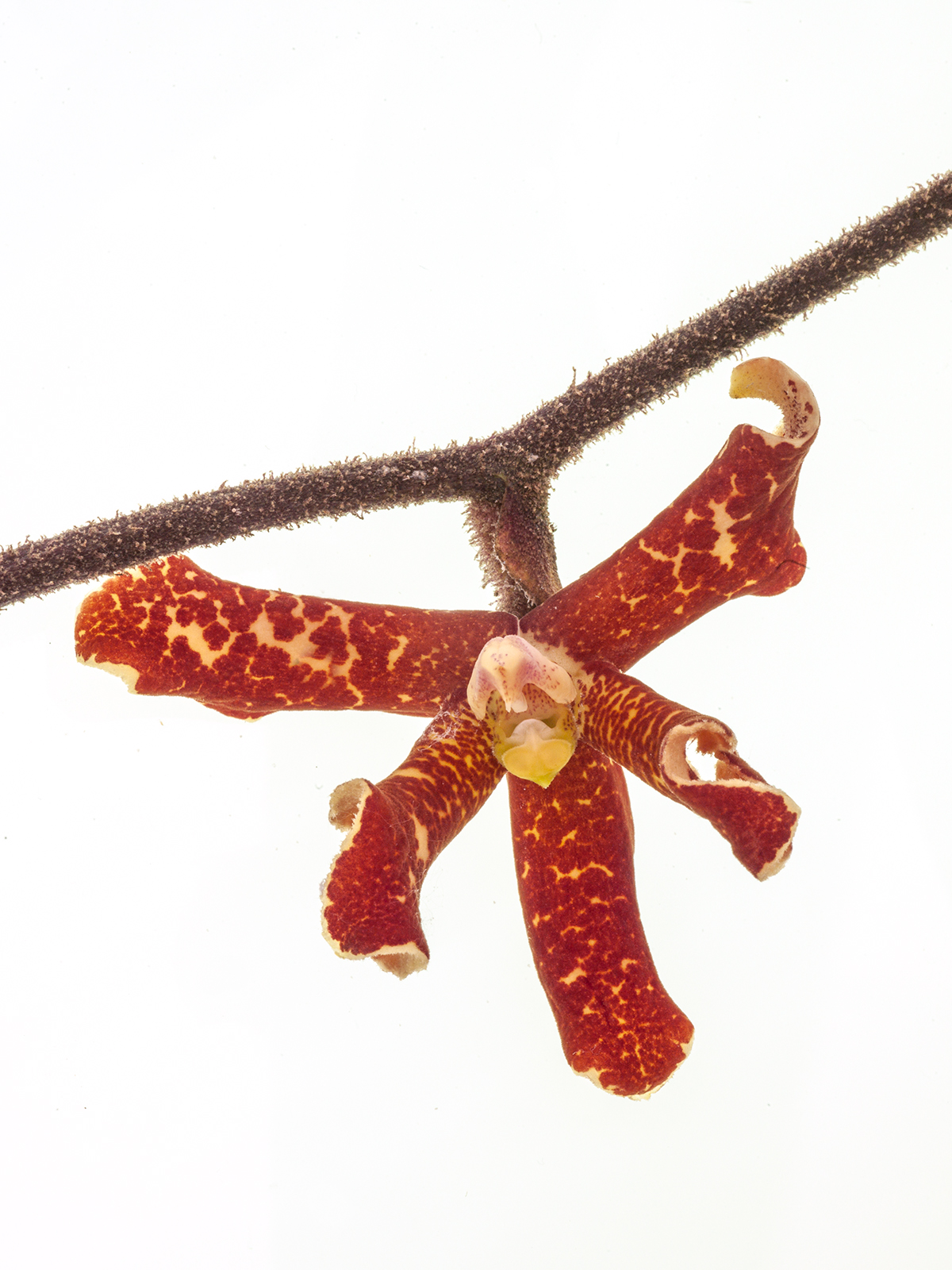 Dimorphorchis lowii