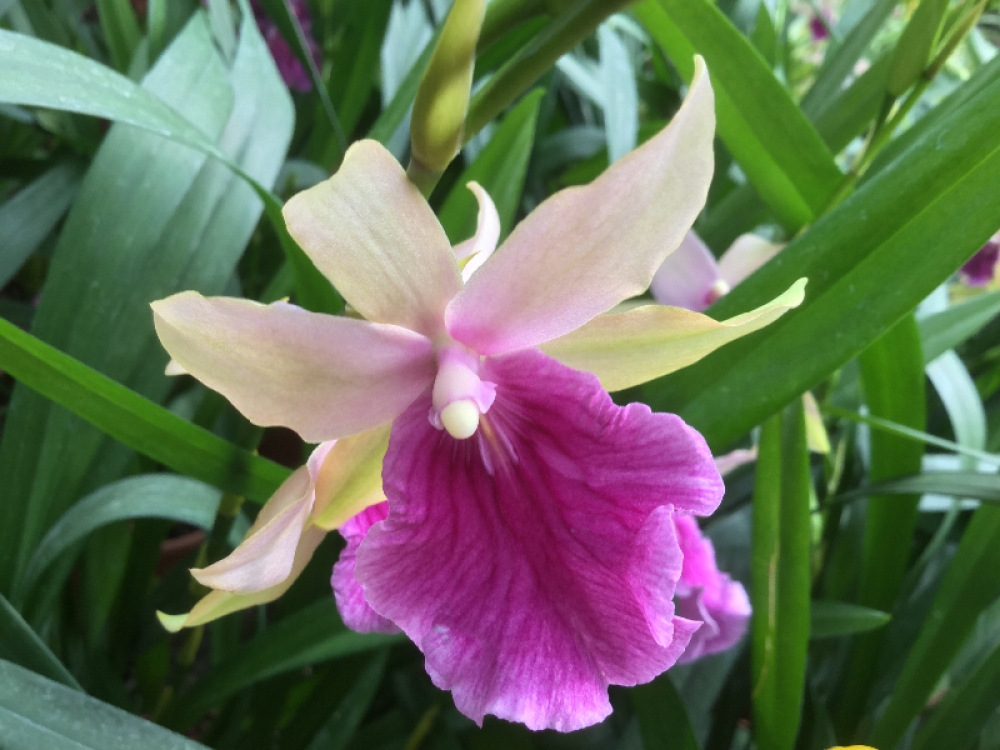Miltonia regnellii Hybride