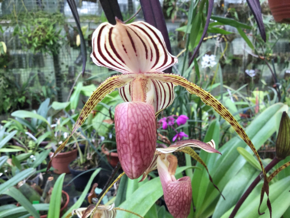 Paphiopedilum Bel Royal (kolopakingii x rothschildianum)