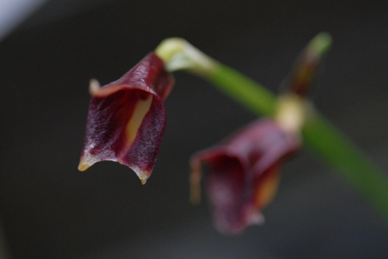 Masdevallia cuprea