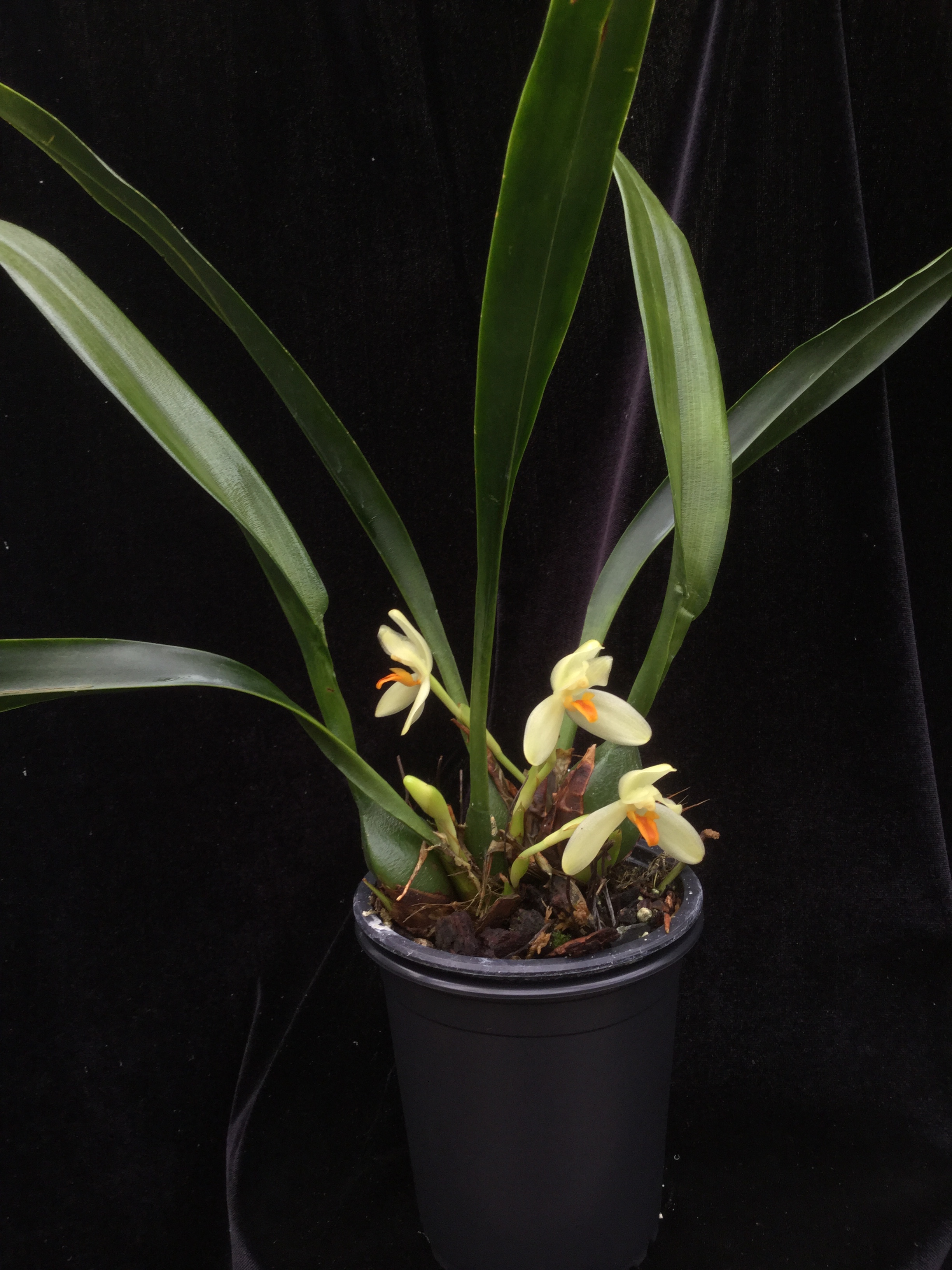 Maxillaria hedwigiae