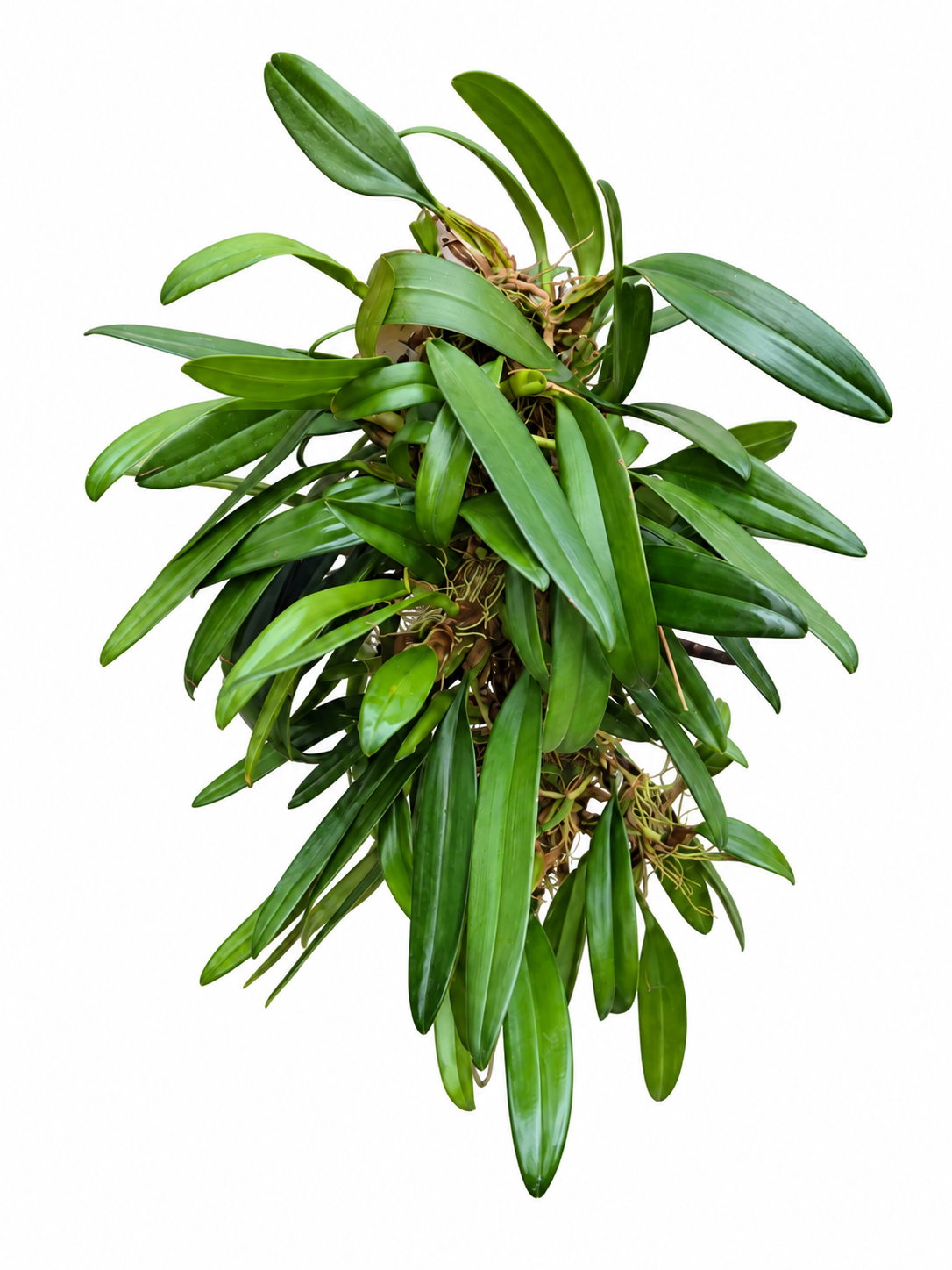 Bulbophyllum Elizabeth Ann 'Buckleberry' Schaupflanze