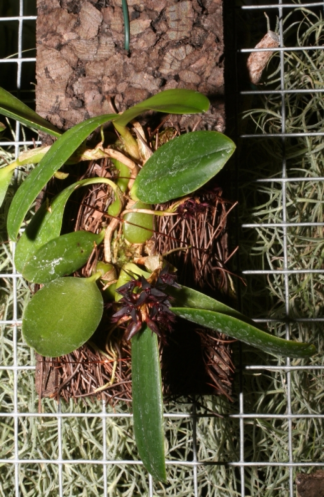 Bulbophyllum saltatorium (mounted)