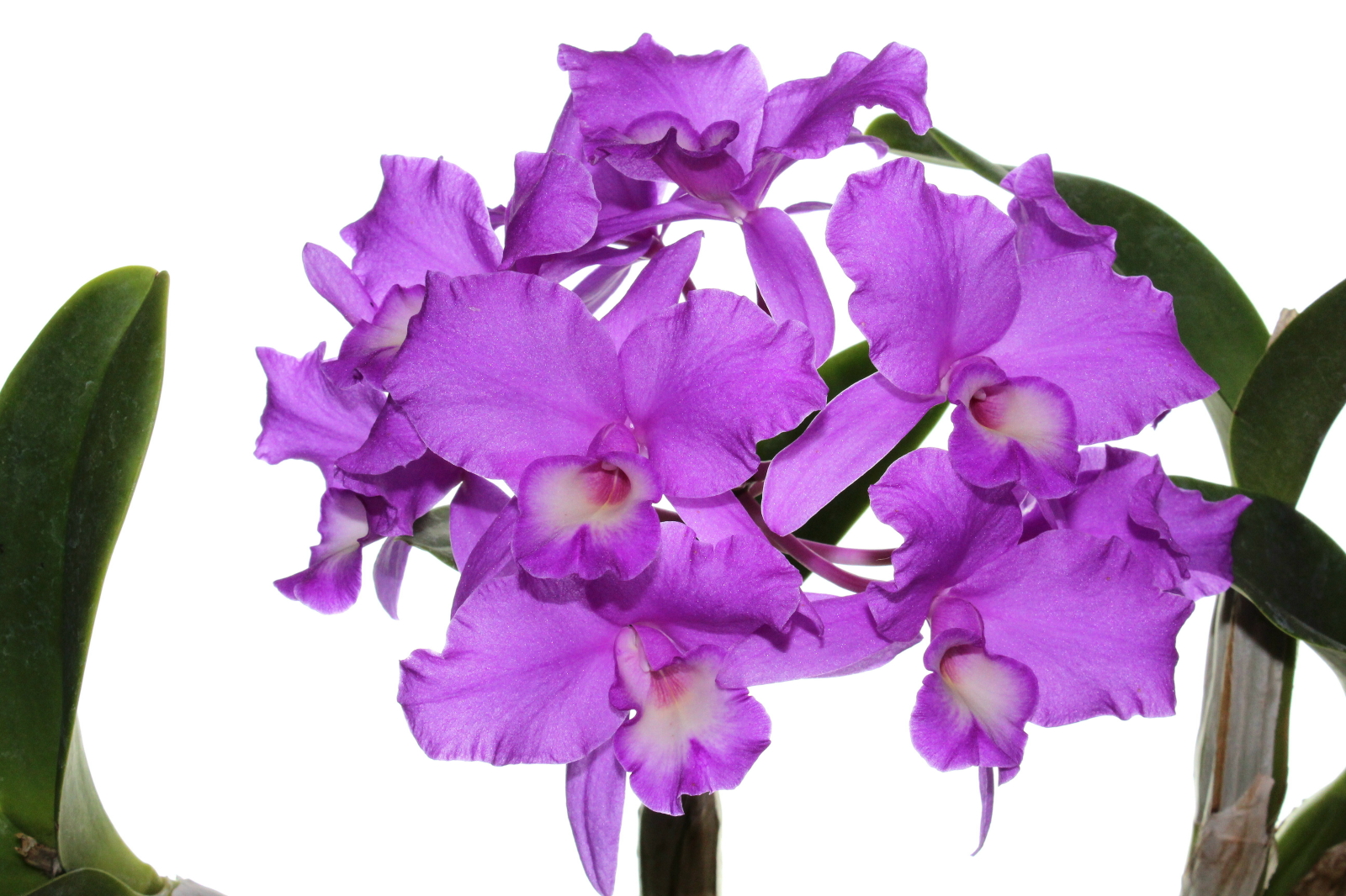 Guarianthe (Cattleya) skinneri 'Carpenteria' FCC/AOS