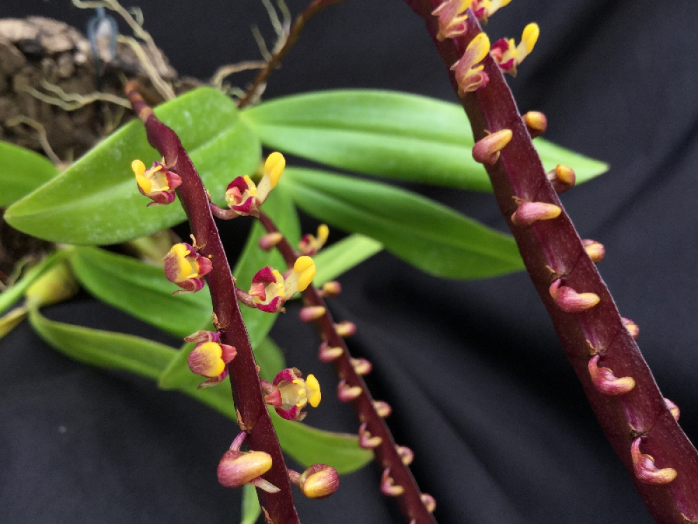 Bulbophyllum falcatum (aufgebunden)