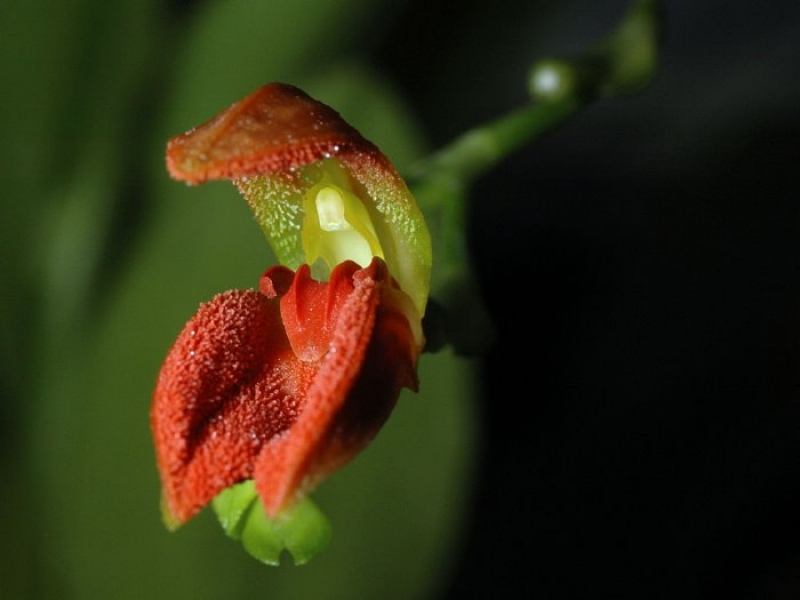 Pleurothallis remotiflora