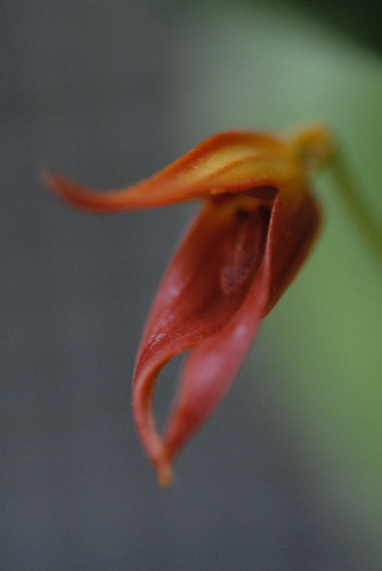 Pleurothallis fulgens