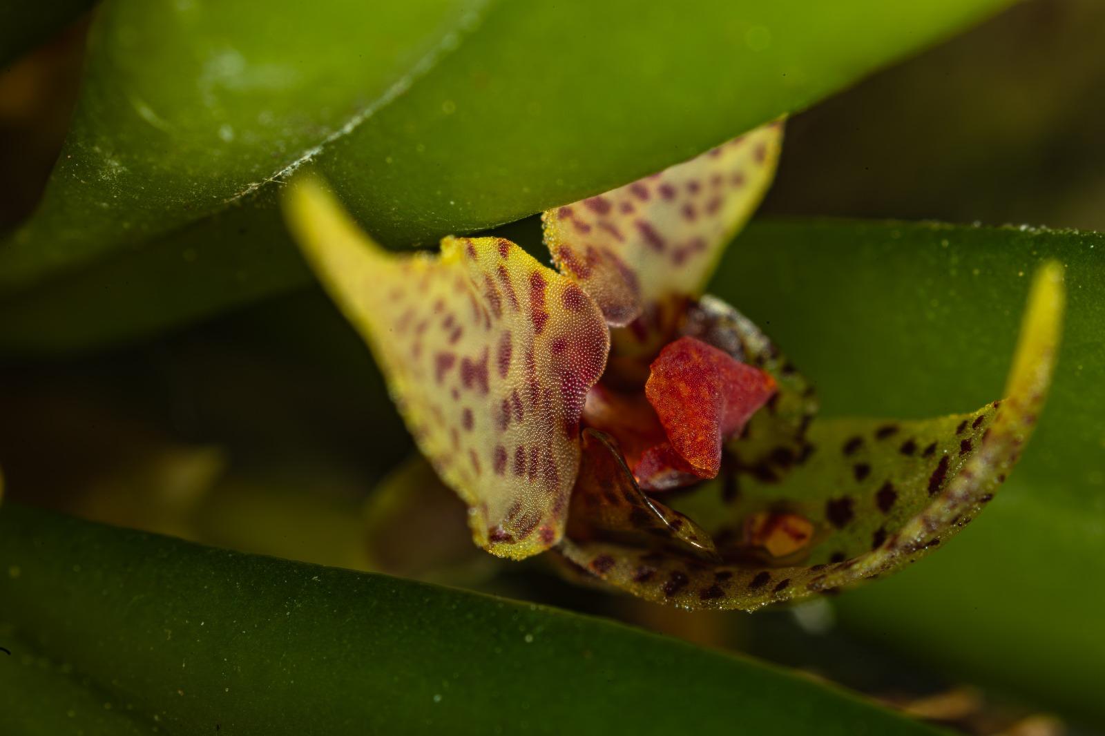 Dryadella cuspidata