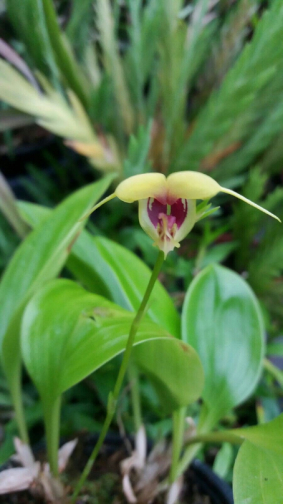 Scaphosepalum decorum