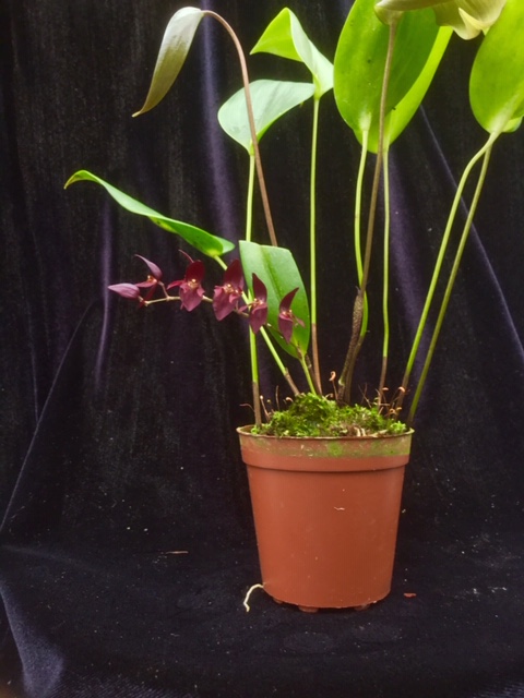 Pleurothallis powellii dark