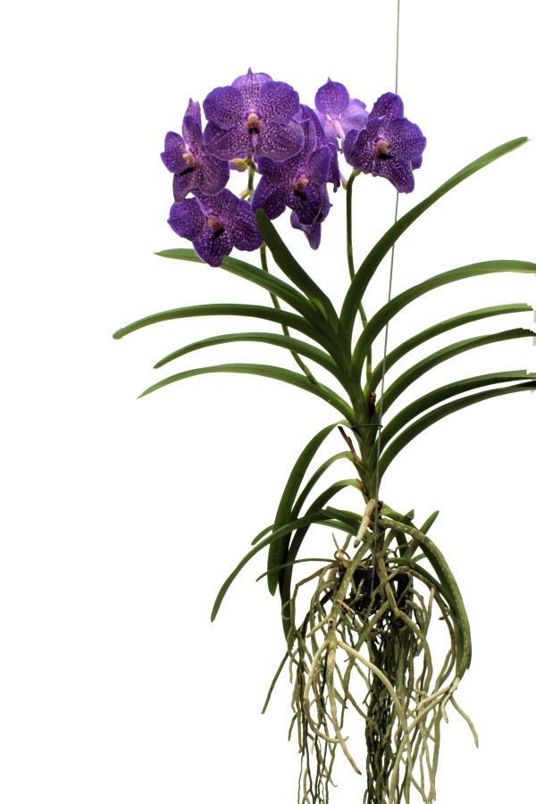 Vanda SUNANDA® Blueberry Smoothie
