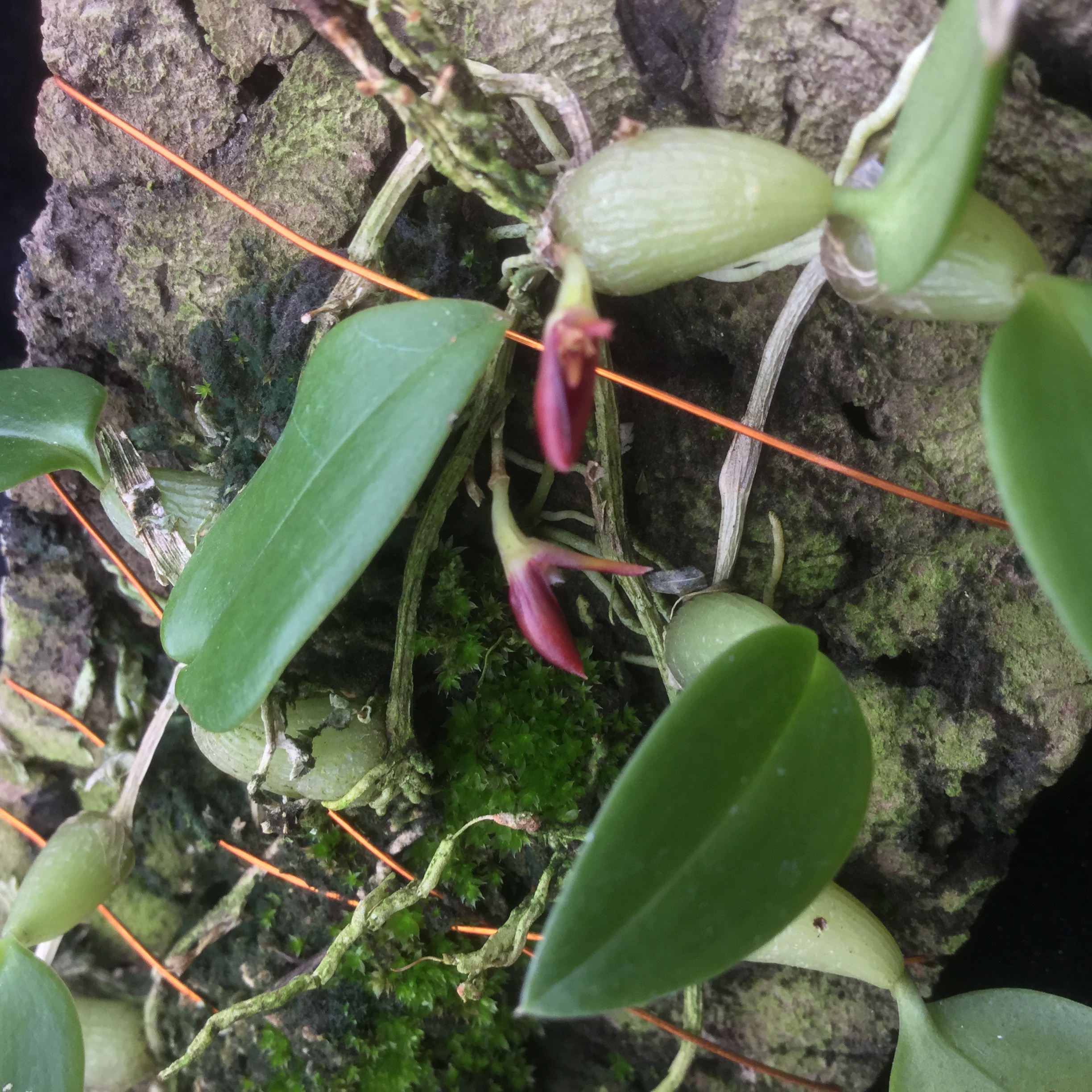 Bulbophyllum comberi (aufgebunden)