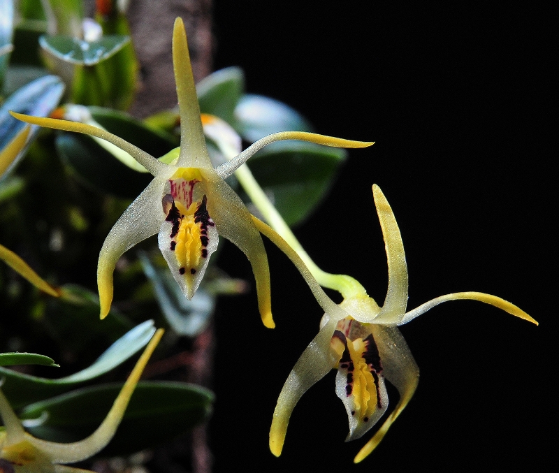 Dendrobium phalangillum