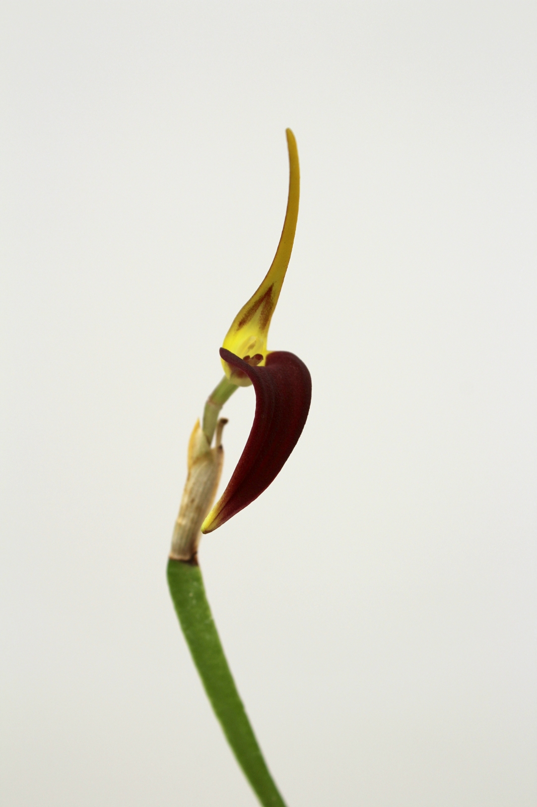 Masdevallia melanoxantha