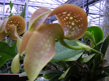 Bulbophyllum grandiflorum