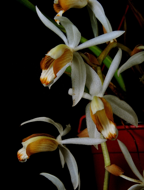 Coelogyne swaniana
