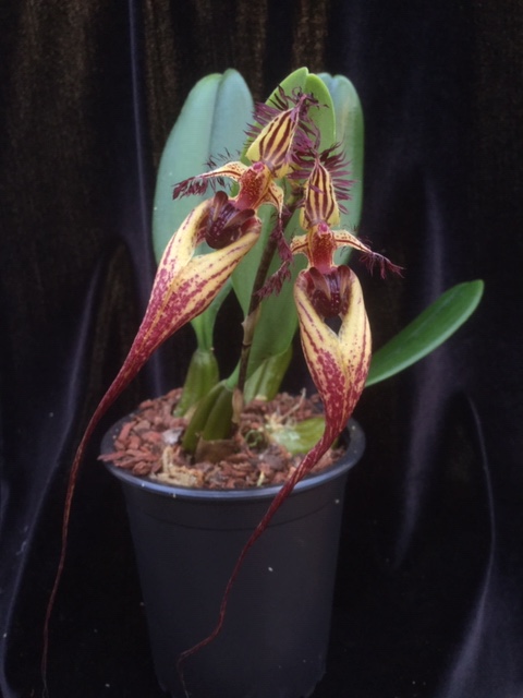 Bulbophyllum Cindy Dukes (rotschildianum x putidum)