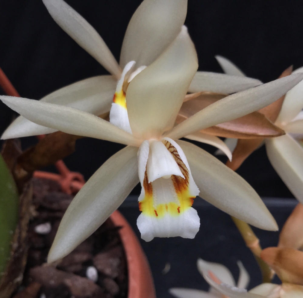 Coelogyne flaccida