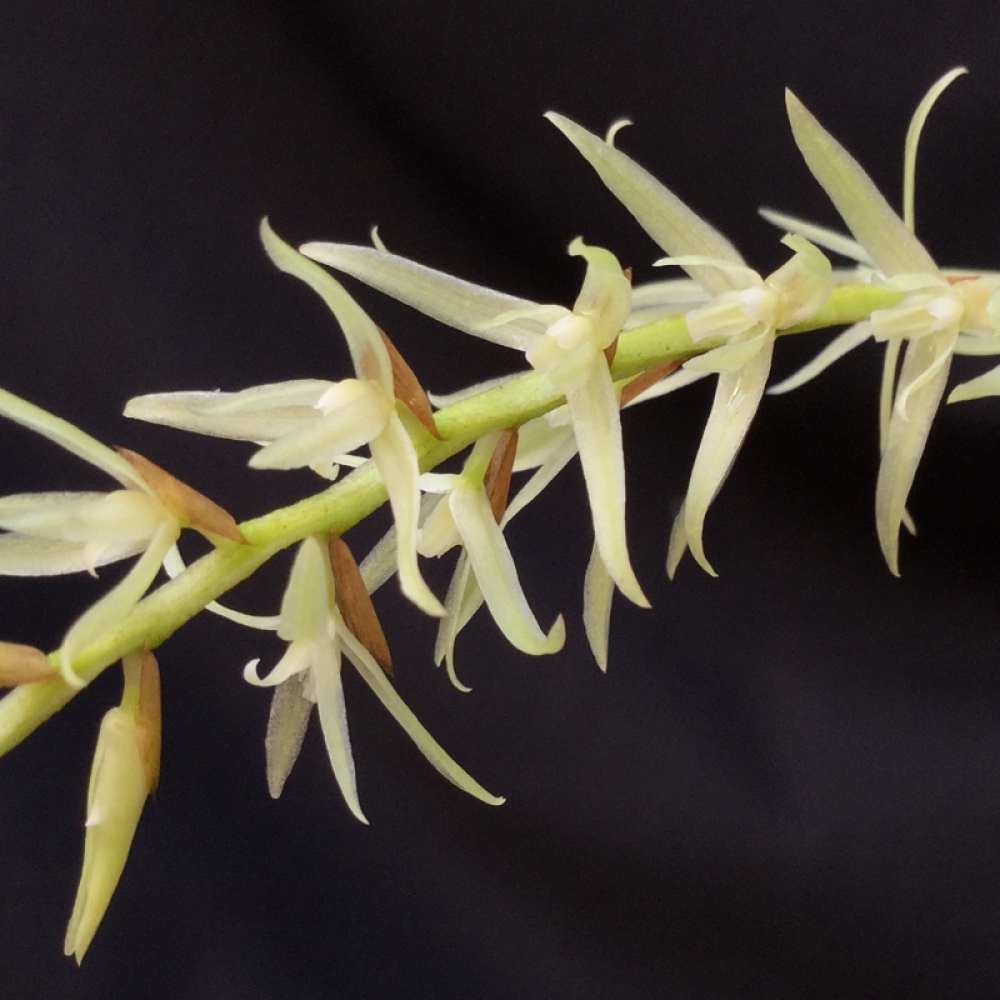 Dendrochilum yuccifolium