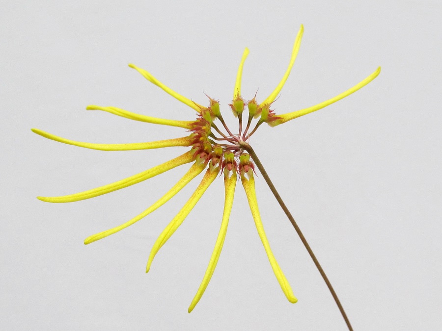 Bulbophyllum makoyanum(aufgebunden)