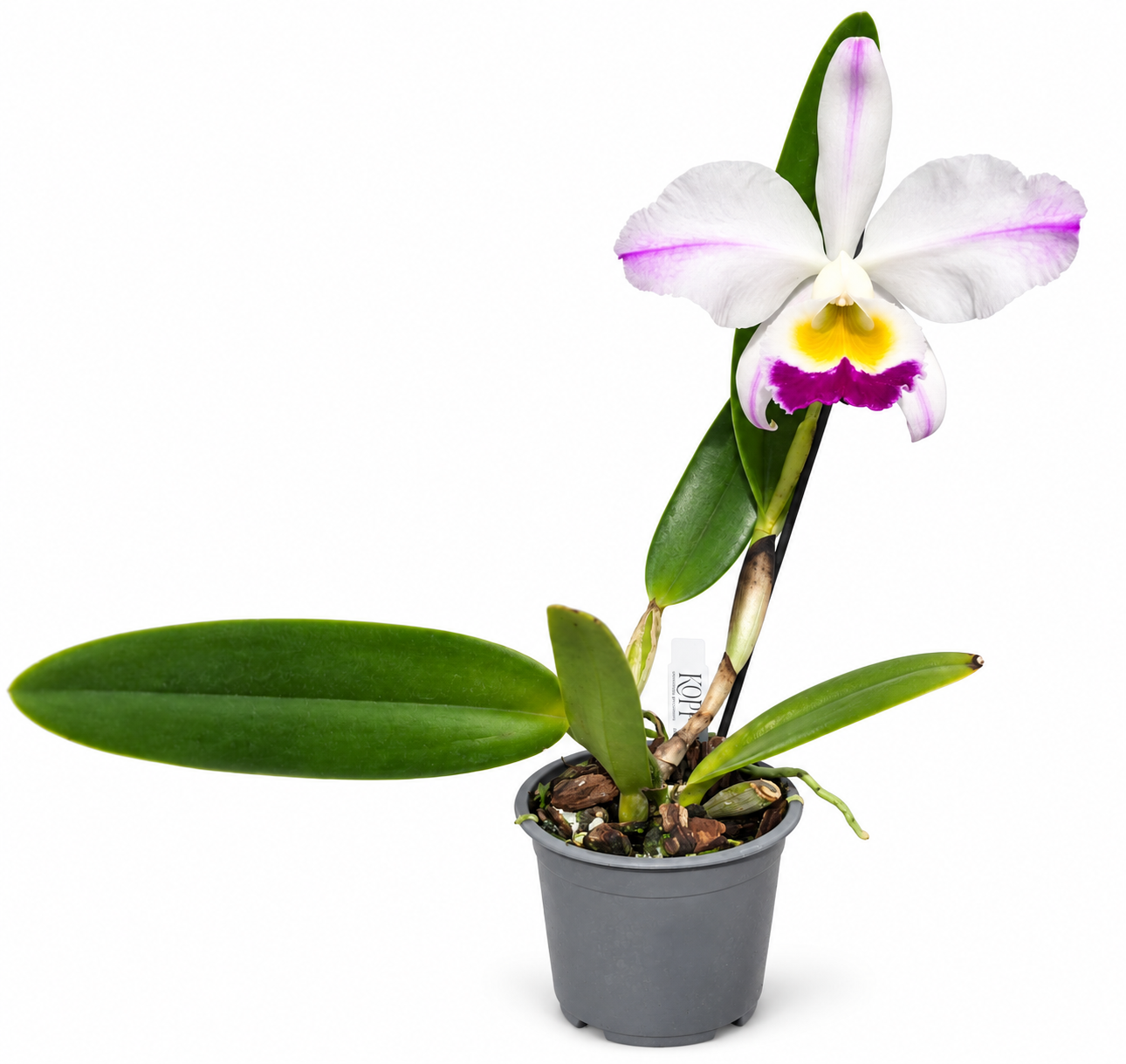 Cattleya eldorado semi-alba f. flamea 'Fairy' SBM/JOGA